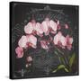 JP3890-Orchids-Jean Plout-Stretched Canvas