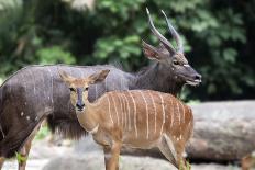 Nyala Male and Female Pair-jpldesigns-Photographic Print