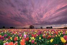 Sunset over Tulip Field-jpldesigns-Photographic Print