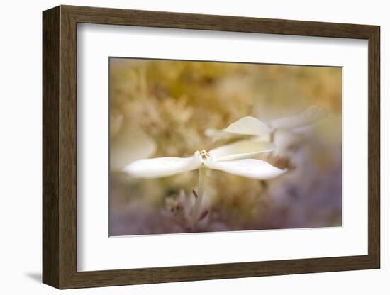 JS_261_We Belong Among The Flowers-Janet Slater-Framed Photographic Print