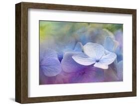 JS_263_Hydrangea Melody 1-Janet Slater-Framed Photographic Print