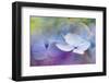 JS_263_Hydrangea Melody 1-Janet Slater-Framed Photographic Print