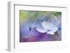 JS_263_Hydrangea Melody 1-Janet Slater-Framed Photographic Print