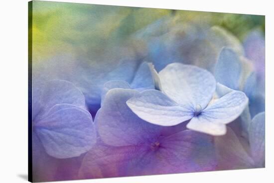 JS_263_Hydrangea Melody 1-Janet Slater-Stretched Canvas