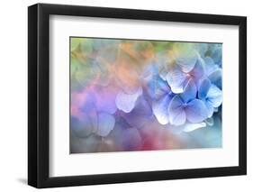 JS_264_Hydrangea Melody 2-Janet Slater-Framed Photographic Print