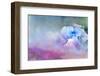 JS_265_Hydrangea Melody 3-Janet Slater-Framed Photographic Print