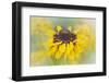 JS_272_Walkin' On Sunshine-Janet Slater-Framed Photographic Print