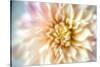 JS_274_Dahlia 1-Janet Slater-Stretched Canvas