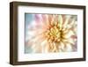 JS_274_Dahlia 1-Janet Slater-Framed Photographic Print