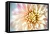 JS_274_Dahlia 1-Janet Slater-Framed Stretched Canvas