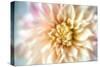 JS_274_Dahlia 1-Janet Slater-Stretched Canvas