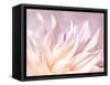 JS_277_Dahlia 4-Janet Slater-Framed Stretched Canvas