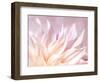 JS_277_Dahlia 4-Janet Slater-Framed Photographic Print