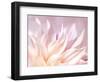 JS_277_Dahlia 4-Janet Slater-Framed Photographic Print