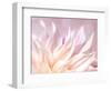 JS_277_Dahlia 4-Janet Slater-Framed Photographic Print