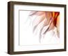 JS_278_Dahlia 5-Janet Slater-Framed Photographic Print