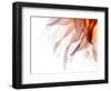 JS_278_Dahlia 5-Janet Slater-Framed Photographic Print