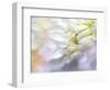 JS_279_Dahlia 6-Janet Slater-Framed Photographic Print