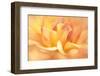 JS_282_Dahlia 9-Janet Slater-Framed Photographic Print