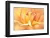 JS_282_Dahlia 9-Janet Slater-Framed Photographic Print