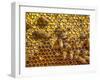 JS_287_Busy As Bees 1-Janet Slater-Framed Premium Photographic Print