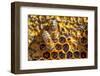 JS_288_Busy As Bees 2-Janet Slater-Framed Photographic Print