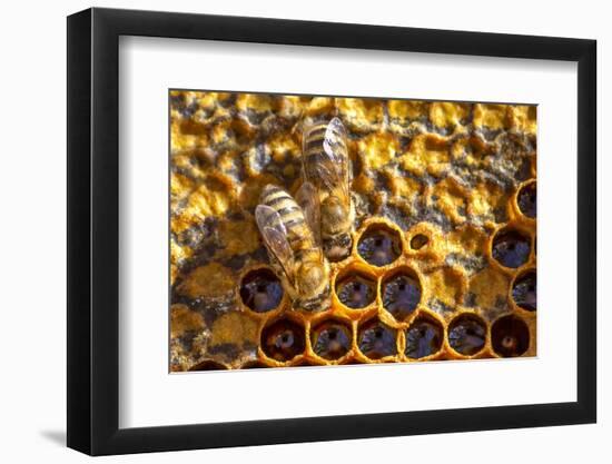 JS_288_Busy As Bees 2-Janet Slater-Framed Photographic Print