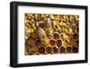 JS_288_Busy As Bees 2-Janet Slater-Framed Photographic Print