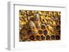 JS_288_Busy As Bees 2-Janet Slater-Framed Photographic Print