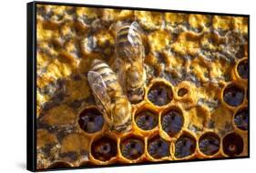 JS_288_Busy As Bees 2-Janet Slater-Framed Stretched Canvas