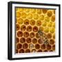 JS_290_Busy As Bees 4-Janet Slater-Framed Photographic Print