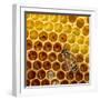 JS_290_Busy As Bees 4-Janet Slater-Framed Photographic Print