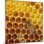 JS_290_Busy As Bees 4-Janet Slater-Mounted Photographic Print