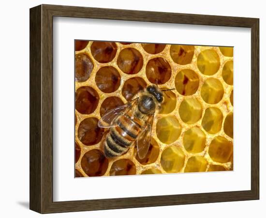 JS_291_Busy As Bees 5-Janet Slater-Framed Photographic Print