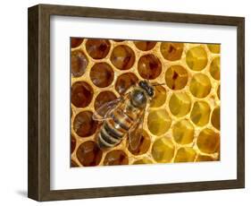 JS_291_Busy As Bees 5-Janet Slater-Framed Photographic Print