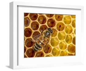 JS_291_Busy As Bees 5-Janet Slater-Framed Photographic Print