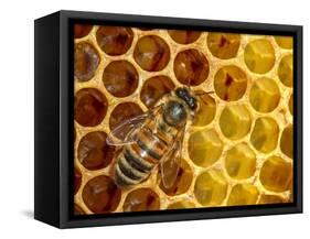 JS_291_Busy As Bees 5-Janet Slater-Framed Stretched Canvas