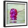 JS_293_Soft And Flowing-Janet Slater-Framed Photographic Print