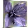 JS_295_Shimmering Purple-Janet Slater-Mounted Photographic Print