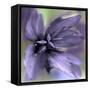 JS_295_Shimmering Purple-Janet Slater-Framed Stretched Canvas