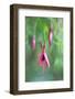 JS_299_Enchantment-Janet Slater-Framed Photographic Print