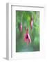 JS_299_Enchantment-Janet Slater-Framed Photographic Print