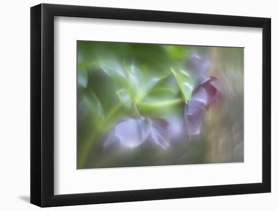 JS_301_It Takes Two To Tango-Janet Slater-Framed Photographic Print