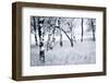 JS_304_Staying Grounded-Janet Slater-Framed Photographic Print