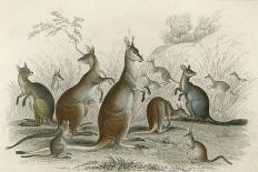 Kangaroos Various 19C-JS Murdoch-Art Print