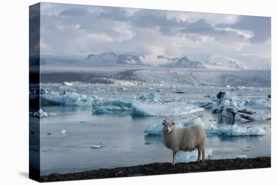 Jškulsarlon - Glacier Lagoon, Morning Light, Sheep-Catharina Lux-Stretched Canvas