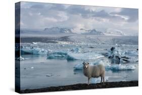Jškulsarlon - Glacier Lagoon, Morning Light, Sheep-Catharina Lux-Stretched Canvas