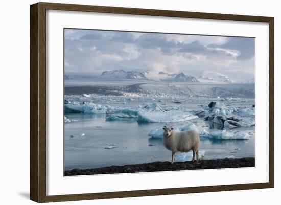 Jškulsarlon - Glacier Lagoon, Morning Light, Sheep-Catharina Lux-Framed Photographic Print