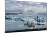 Jškulsarlon - Glacier Lagoon, Morning Light, Sheep-Catharina Lux-Mounted Photographic Print