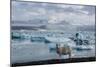 Jškulsarlon - Glacier Lagoon, Morning Light, Sheep-Catharina Lux-Mounted Photographic Print